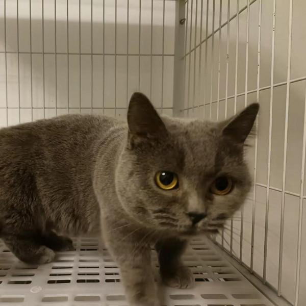 OPPO Reno6 標準版拍照樣張