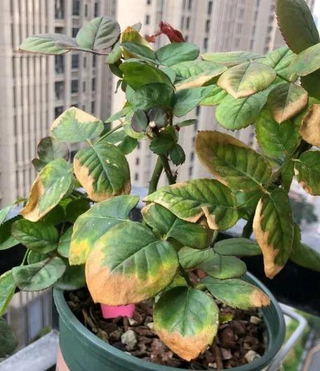 隔夜茶、瓜子皮、雞蛋殼……“廢物利用施肥法”高危低效不值得 隔夜茶、瓜子皮、雞蛋殼……“廢物利用施肥法”高危低效不值得