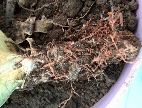 虎皮蘭有“3喜3怕”,做對了,葉片槓槓厚,爆滿小崽子,真好看 虎皮蘭有“3喜3怕”,做對了,葉片槓槓厚,爆滿小崽子,真好看