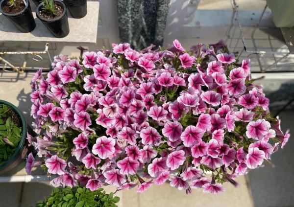 矮牽牛花，要想開花爆盆，就要大剪大修，有舍才有得