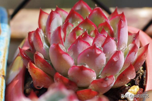 天氣越來越冷，多肉狀態越來越好，仙氣飄飄的多肉，你饞了嗎