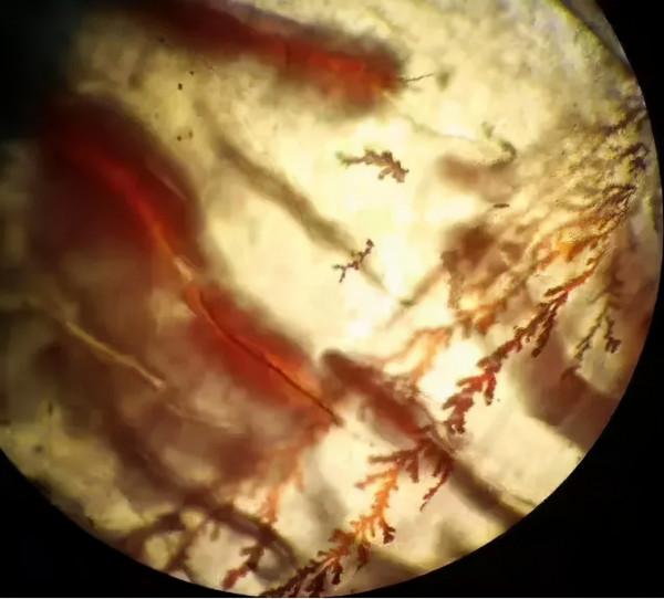 寶知道｜寶石原來也有“指紋”