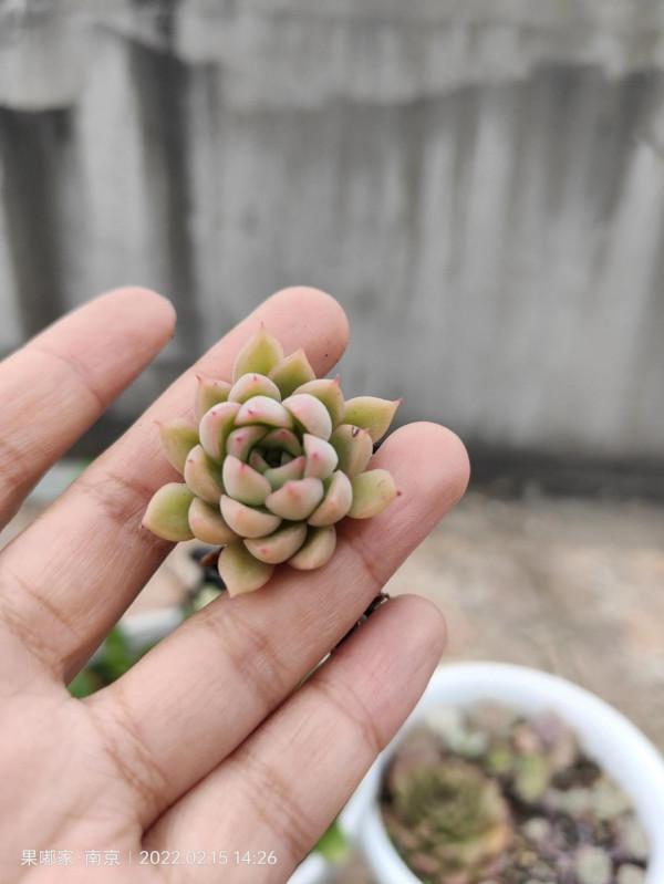 在樓頂，見證每一顆肉的成長