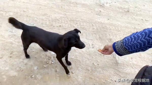 幼犬接連離世後,狗媽媽為了給小狗找好歸宿,主動帶人類去看孩子 幼犬接連離世後,狗媽媽為了給小狗找好歸宿,主動帶人類去看孩子