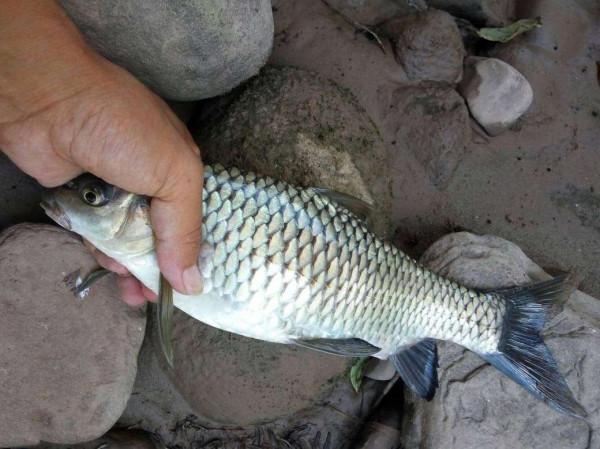 遲遲不來魚口不妨試試這兩招，興許情況就不一樣了（附解決方法）