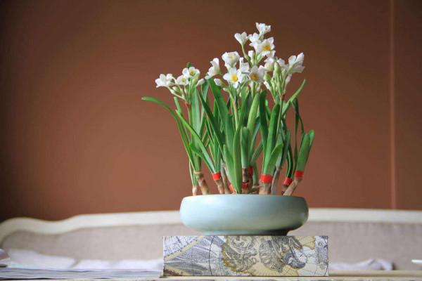 適合冬天養的花，養一盆放家裡，不愁沒花賞