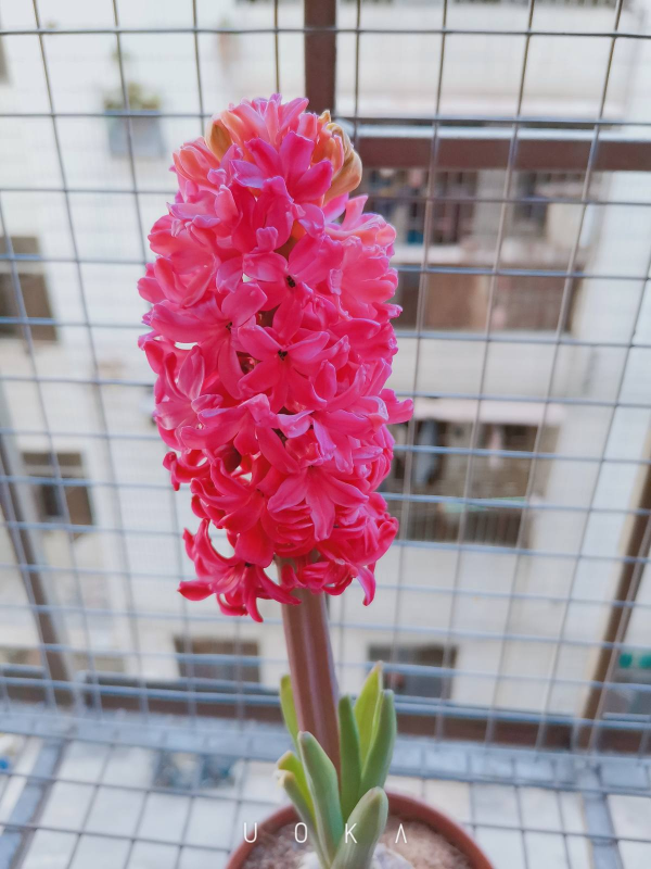 11月份最適合養風信子，開花堪稱&OpenCurlyDoubleQuote;活香水&rdquo;，滿屋子香甜味