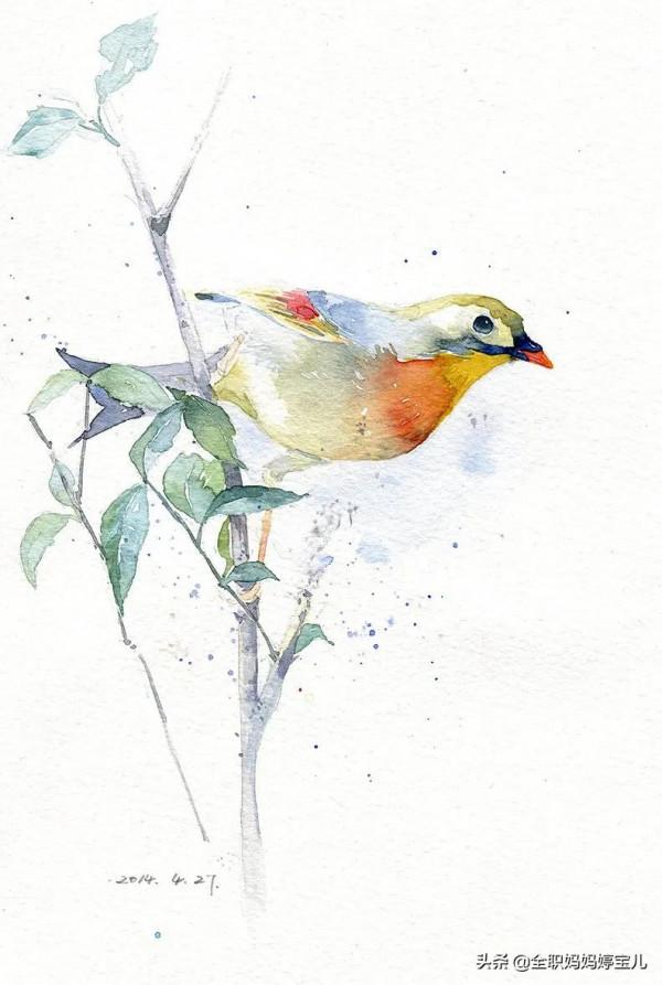 分享——栩栩如生的水彩鳥兒圖