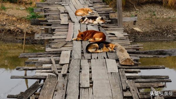 狗狗冷知識 狗狗冷知識