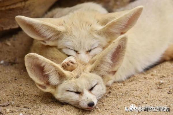 如果睡覺也能排名,我肯定是第一 如果睡覺也能排名,我肯定是第一