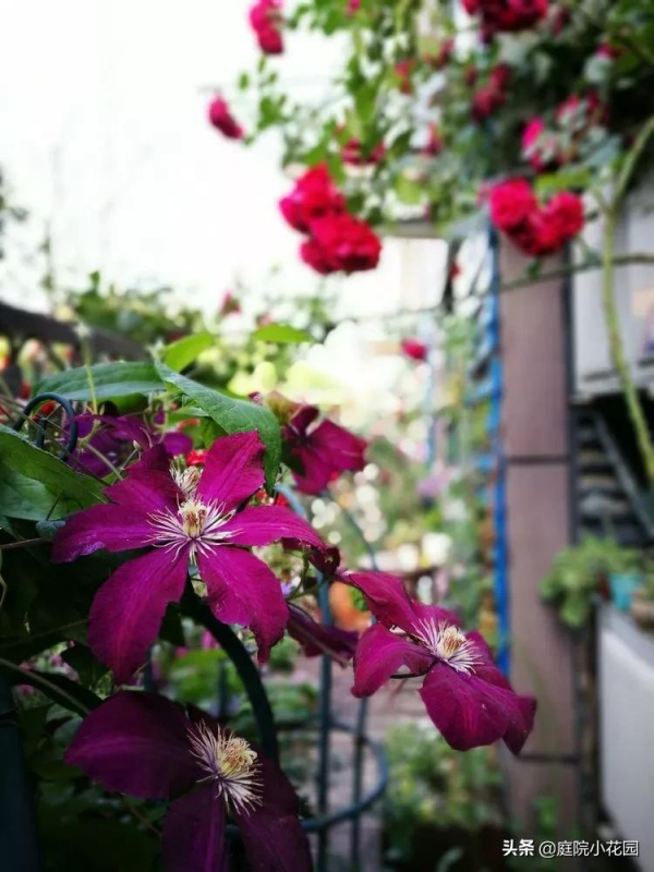 這樣的小院就是我夢想中的花園