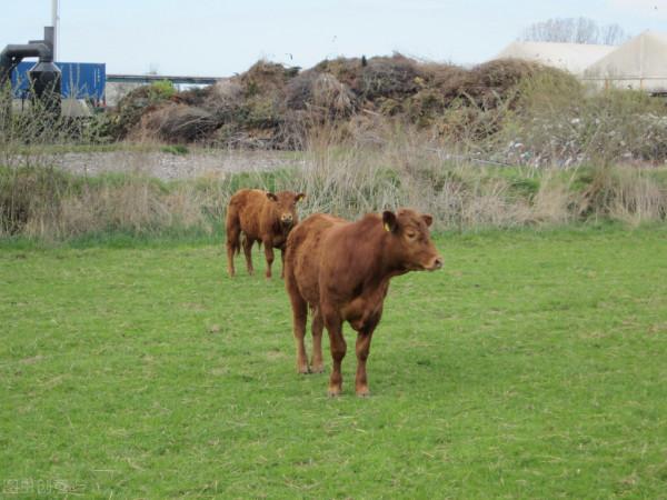 世界上最貴的動物。你知道如何計算動物的價值嗎？