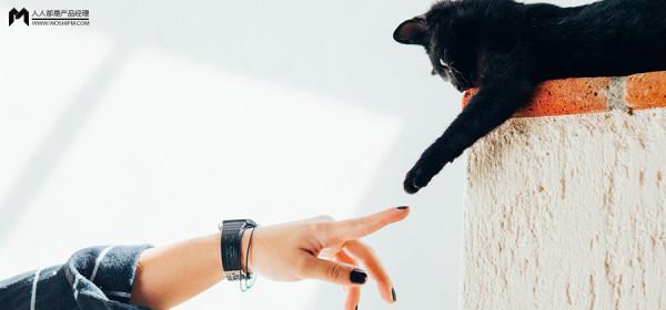 3000億元寵物經濟的背後亂象：貓的子宮、身體與生命，全都是錢