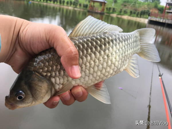冬釣最大的難題，莫過於釣上幾條魚就停口了，解決辦法很簡單