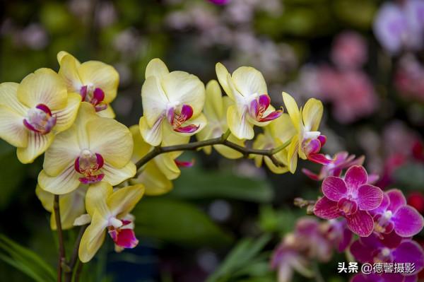 2022新春遊園&mdash;&mdash;植物園賞花