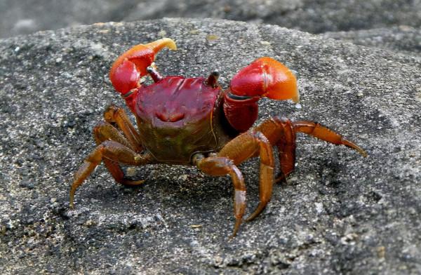 它是螃蟹的一種,農田常見害蟲,一晚抓數十斤,美味不輸大閘蟹 它是螃蟹的一種,農田常見害蟲,一晚抓數十斤,美味不輸大閘蟹