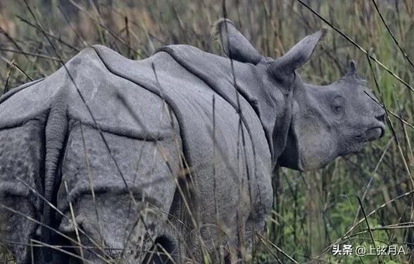 ";犀兕虎熊";中的兕是什麼猛獸?今天的兕在哪裡? ";犀兕虎熊";中的兕是什麼猛獸?今天的兕在哪裡?