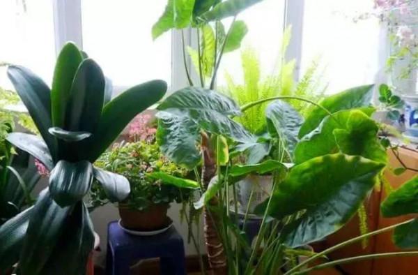 冬至後,盆裡添3樣“硬石頭”,讓花變得更抗寒,土壤也不板結 冬至後,盆裡添3樣“硬石頭”,讓花變得更抗寒,土壤也不板結