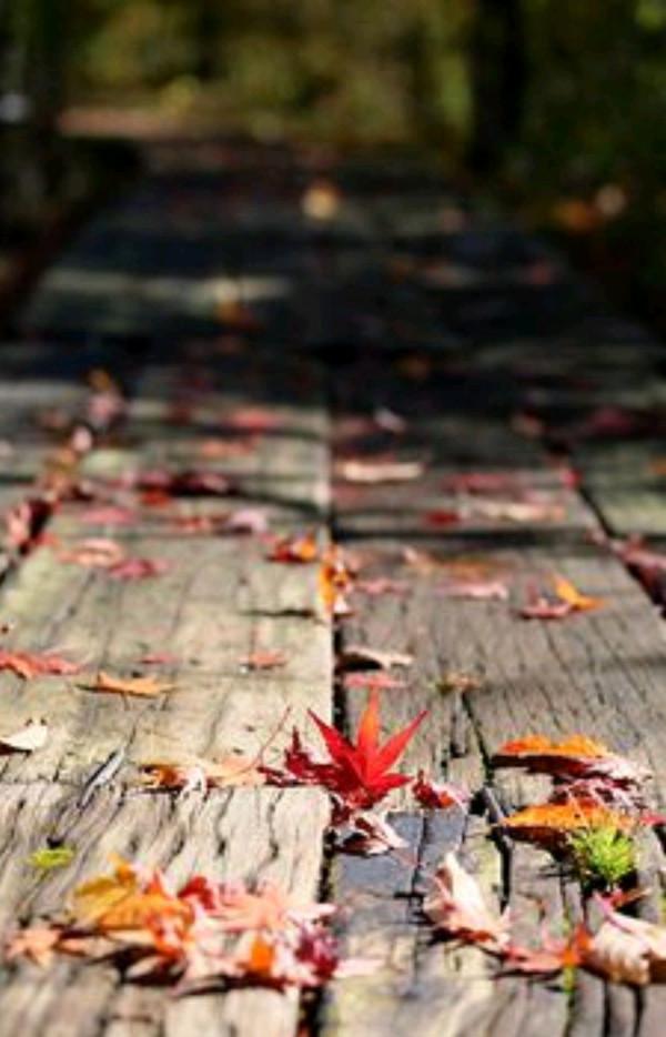 散文:十月深秋,用深情寫意人生 散文:十月深秋,用深情寫意人生