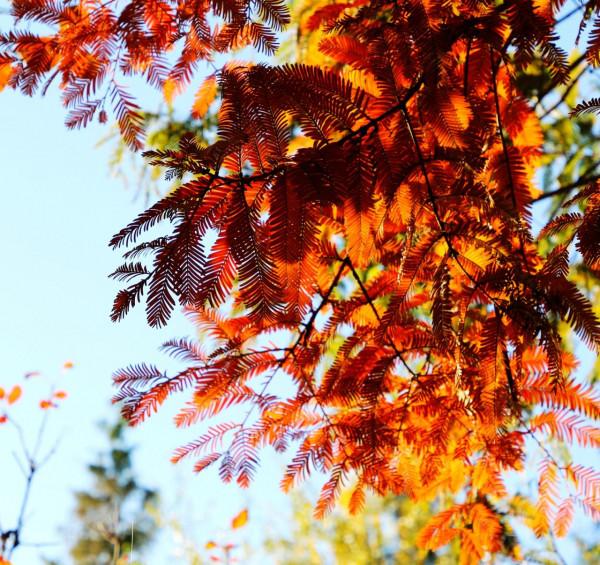 北京玉淵潭公園:深秋美景醉煞人 #秋日好時光##小生活,大財富# 北京玉淵潭公園:深秋美景醉煞人 #秋日好時光##小生活,大財富#