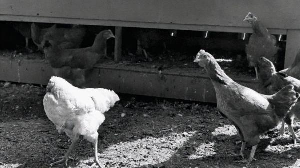 雞仔斬首後成“不死鳥”,無頭存活18個月,長胖5斤引科學家關注 雞仔斬首後成“不死鳥”,無頭存活18個月,長胖5斤引科學家關注