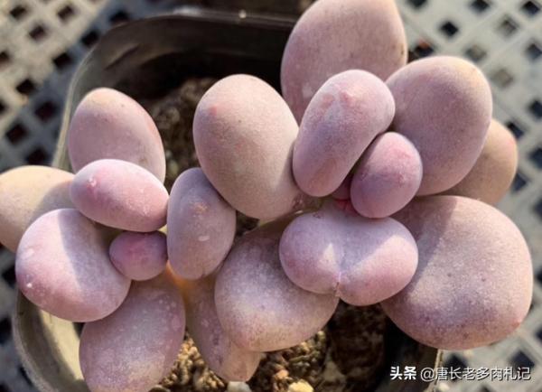 對於剛養多肉的新手來說，桃美人好養而桃蛋好看，怎麼挑是個難題