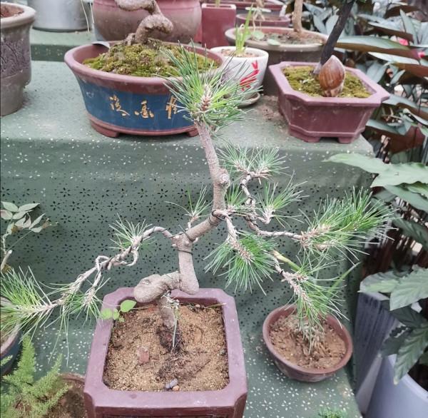 盆景不用買,5種常見的樹,做成盆景漂亮又美觀 盆景不用買,5種常見的樹,做成盆景漂亮又美觀