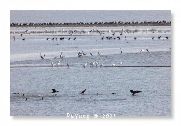 國家一級保護動物白鶴現身博望石臼湖