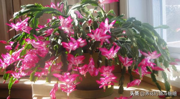 養蟹爪蘭有“三不放”,遠離這些位置,否則容易枯黃不開花 養蟹爪蘭有“三不放”,遠離這些位置,否則容易枯黃不開花