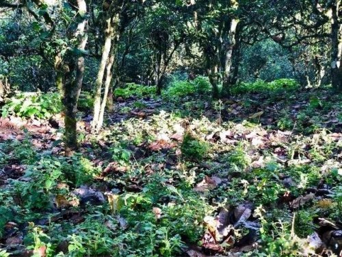 「普洱茶山行」乾貨分享賀開古樹普洱茶蘭香撲面何處來? 「普洱茶山行」乾貨分享賀開古樹普洱茶蘭香撲面何處來?