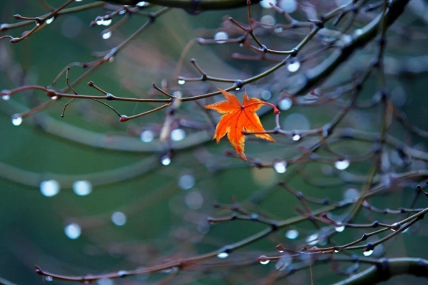 四大名著40句大俗話：話俗，理不俗！