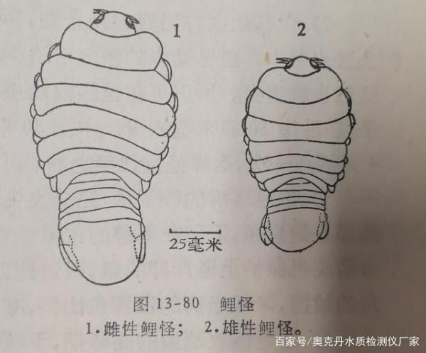 魚病防治系列之魚怪