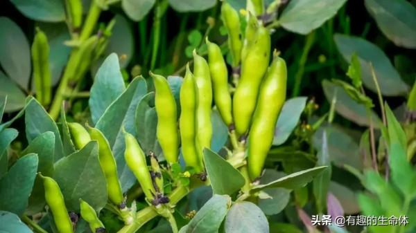 這14種豆類糧食你見過幾種，吃過幾種呢？很多人分不清是什麼豆子