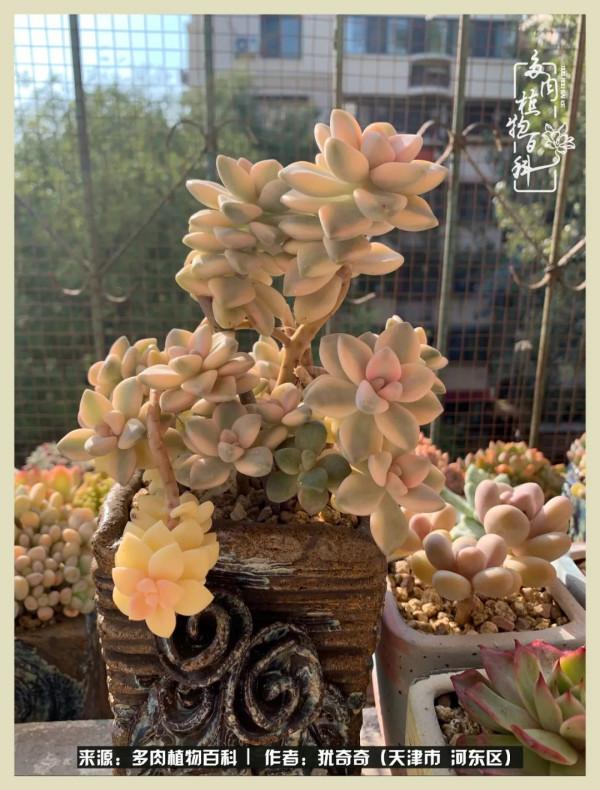 養多肉,累並快樂著!美好的事物,需要與大家分享 養多肉,累並快樂著!美好的事物,需要與大家分享