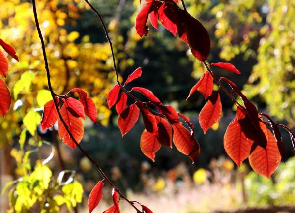 北京玉淵潭公園:深秋美景醉煞人 #秋日好時光##小生活,大財富# 北京玉淵潭公園:深秋美景醉煞人 #秋日好時光##小生活,大財富#