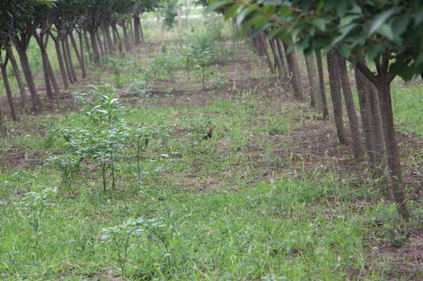 農場開工只請10人，數量是前幾年的一半，為什麼減少了這麼多？