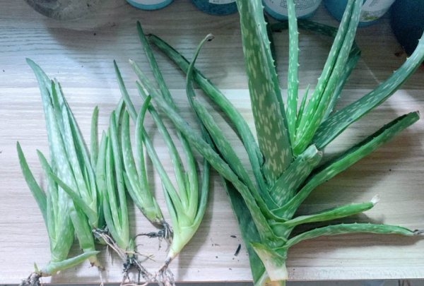 人養花三年,花養人一生,45年中醫愛養的花,堪稱植物“小藥箱” 人養花三年,花養人一生,45年中醫愛養的花,堪稱植物“小藥箱”