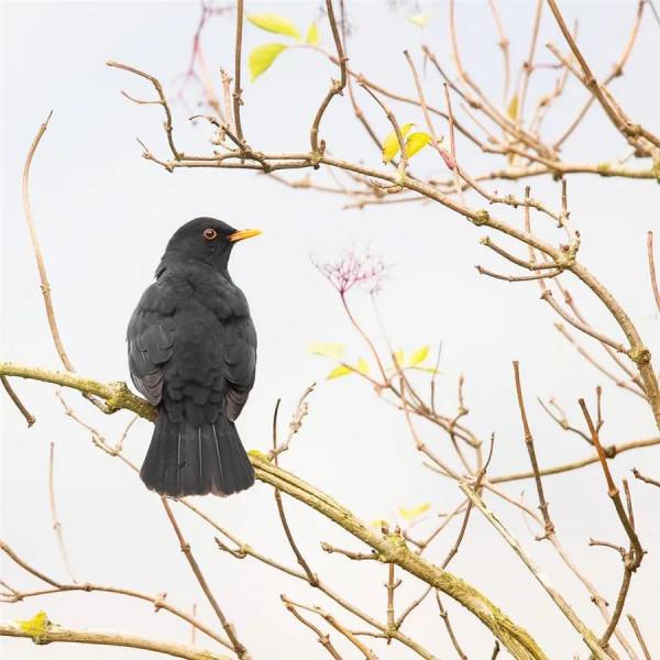 枝上鳥兒美如畫