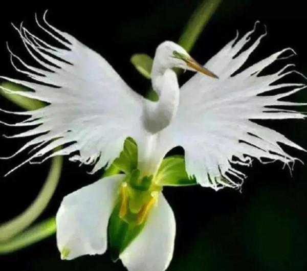 分享圖片&mdash;&mdash;奇美的花卉