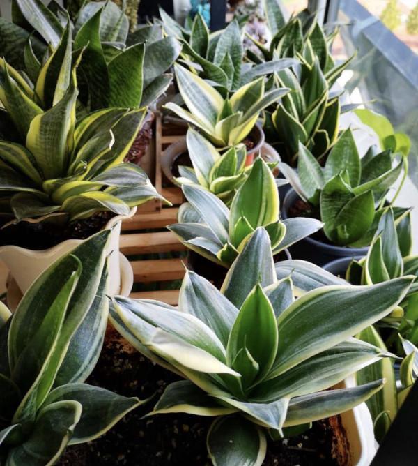 5種“懶人花”,自身有“儲水器”,一個月不澆,一樣長爆盆 5種“懶人花”,自身有“儲水器”,一個月不澆,一樣長爆盆