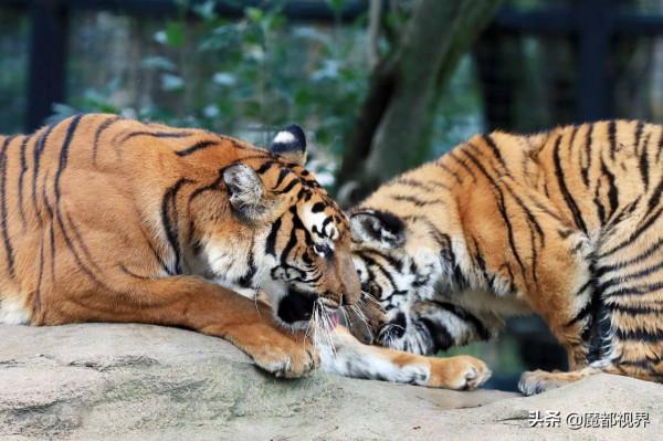 虎頭虎腦 虎虎生威 這波老虎表情包值得擁有
