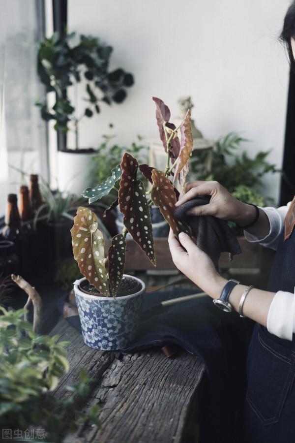 4種網紅“貴貨”盆栽,養殖需謹慎,避免“白花錢” 4種網紅“貴貨”盆栽,養殖需謹慎,避免“白花錢”