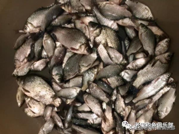 週日釣金星月湖,狂拉野生鯽魚 週日釣金星月湖,狂拉野生鯽魚