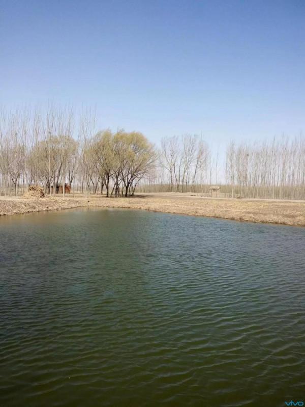 黑魚塘的美麗傳說