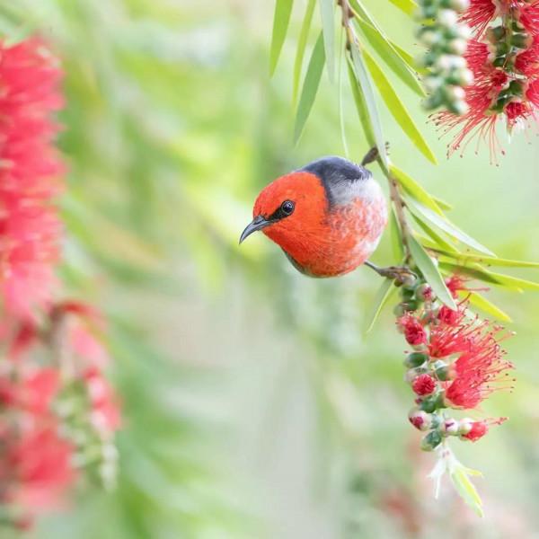 美麗動人的花鳥圖
