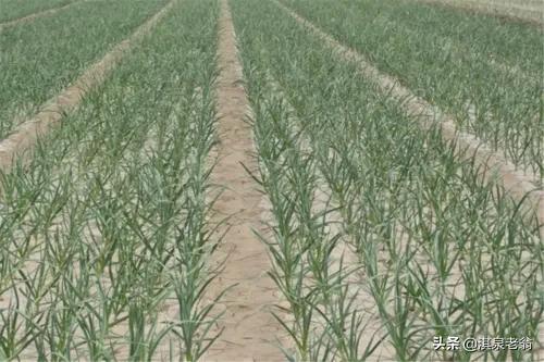 告訴你幾個促進作物質優產量高的‘‘施用劑’’及配方