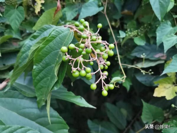 農村這25種能吃的野果都是童年的回憶,現在越來越少你還記得嗎? 農村這25種能吃的野果都是童年的回憶,現在越來越少你還記得嗎?