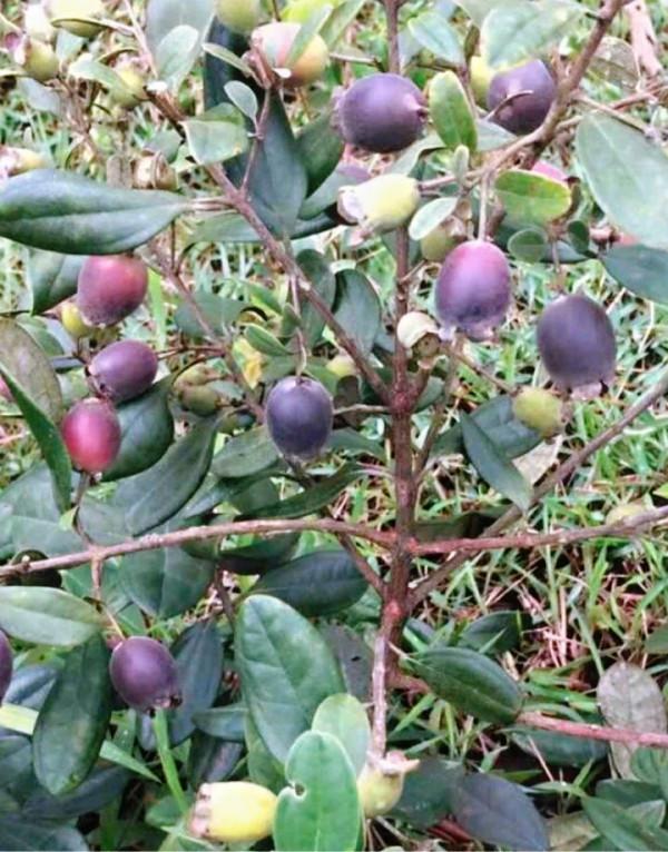 小時候常吃的9種“野果子”，現在還不認識？科普一下，滿是回憶