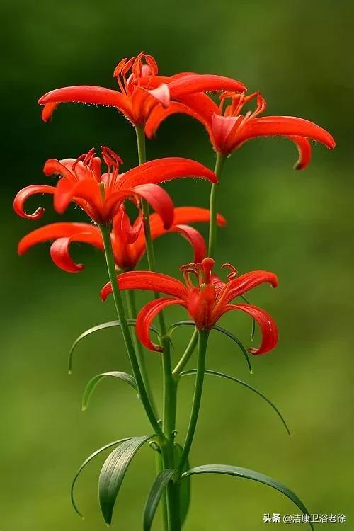 請欣賞美麗的奇美花草