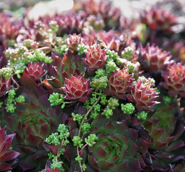 這“三多肉”不怕凍,越冷越美出狀態,零下30℃也能綴滿一大盆 這“三多肉”不怕凍,越冷越美出狀態,零下30℃也能綴滿一大盆